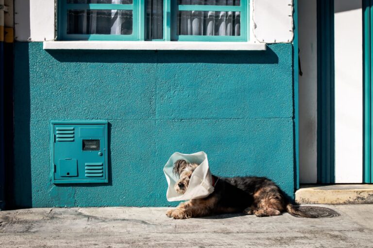 Pes s veterinárním ochranným límcem odpočívá na slunci – pojištění psa a léčebných výloh